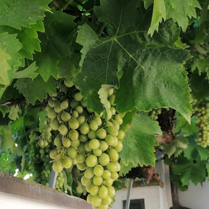 B&B Capo Le Vigne Sirolo Bagian luar foto